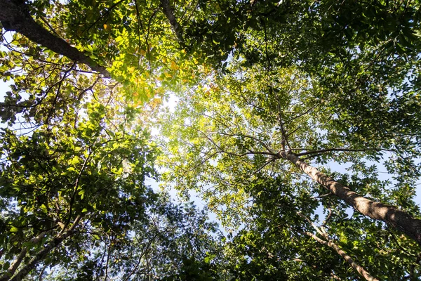 Yeşil Doğa arka plan, orman ağaçları ve alt görünüm 