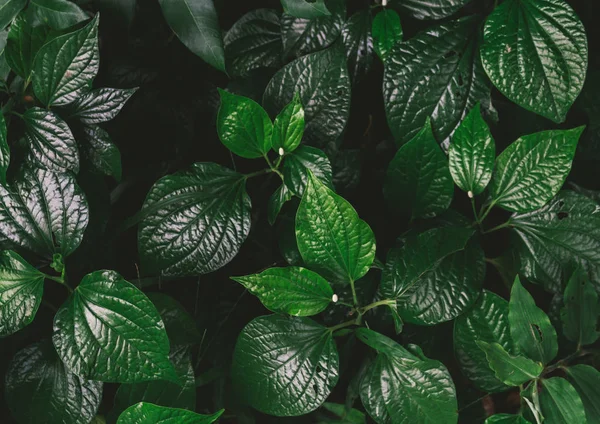 Bahçe yeşil yaprakları arka plan, tam çerçeve