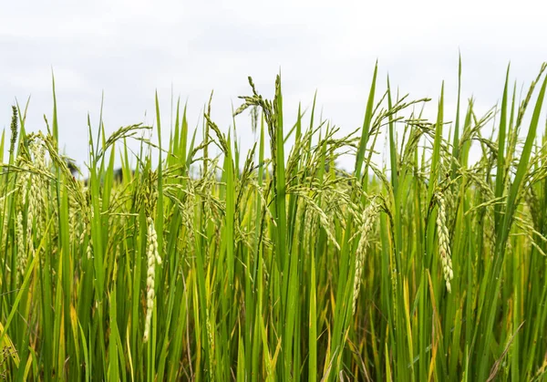 yeşil alan arkaplanı