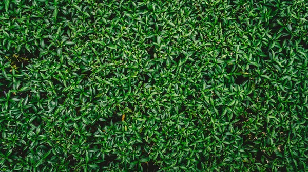 Свежерастущие Зеленые Листья Полная Рама — стоковое фото