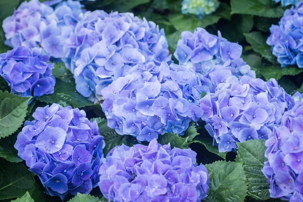 Hydrangea çiçekler, Hortensia açık havada büyüyen