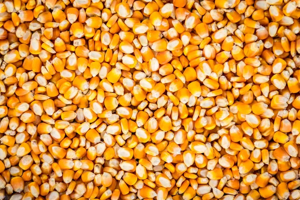 altın sarı Mısır tohumları, tam çerçeve yakın 