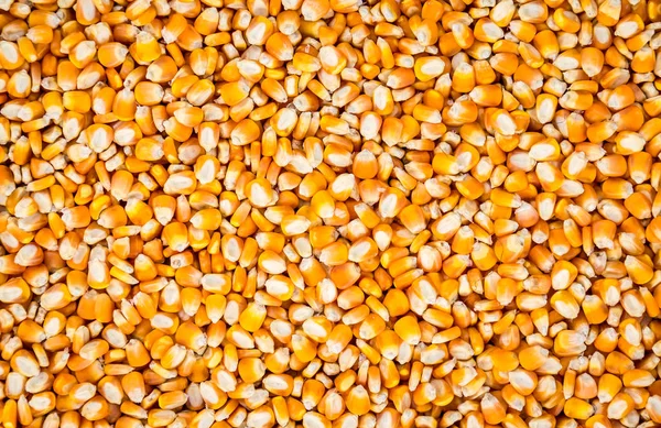 Mısır tohumlarını kapatın.