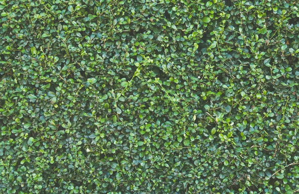 Groene Bladeren Achtergrond Volledige Frame Gebladerte — Stockfoto