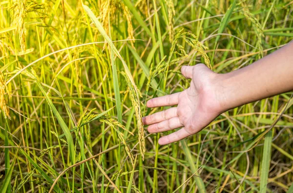 yeşil çim alan ve insan eli 