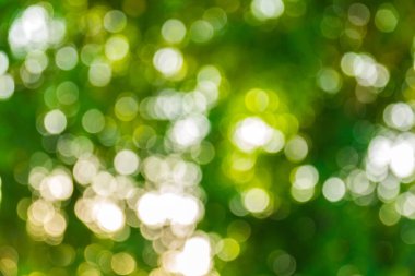 soyut doğal yeşil bulanık bokeh arka plan