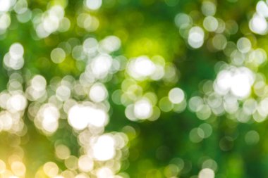 soyut doğal yeşil bulanık bokeh arka plan