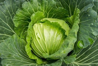 Bahçedeki lahanayı kapat.