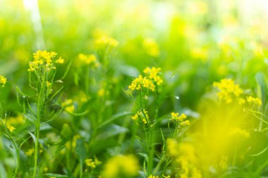 Güneşli bahar gününde bahçede çiçek açan dereotları. 