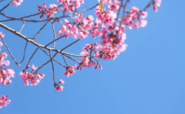 Mavi gökyüzünde Kiraz Çiçeği