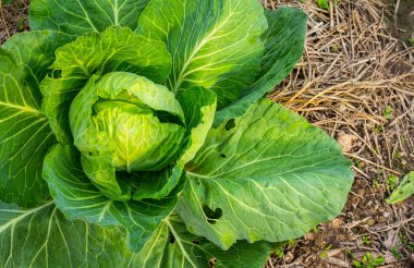 Bahçede taze yeşil lahana yetişiyor.