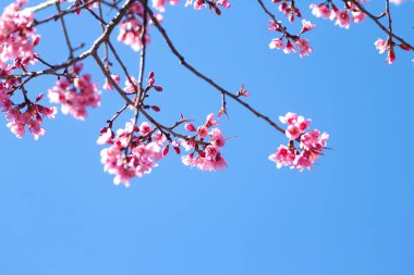 Mavi gökyüzünde vahşi Himalaya Sakura çiçeklerine yaklaş 