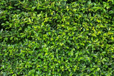 parlak yaz yeşil yaprakları arka plan