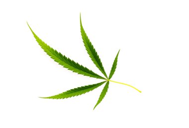 Beyaz arkaplanda taze yeşil kenevir yaprağı 