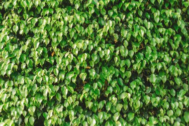 parlak yaz yeşil yaprakları arka plan