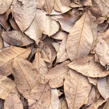 zemin arka planda sonbahar kuru düşmüş yaprakları 