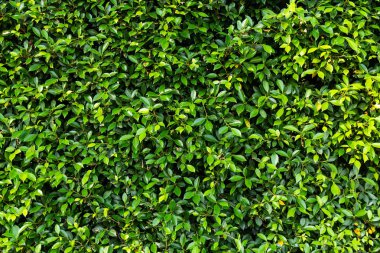 parlak yaz yeşil yaprakları arka plan