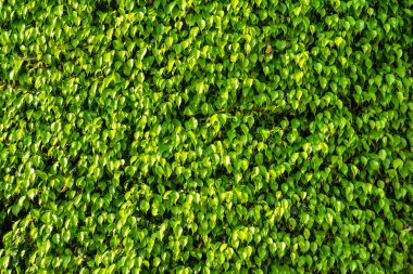 parlak yaz yeşil yaprakları arka plan