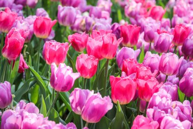 yaz bahçesinde büyüyen güzel pembe lale çiçekleri 