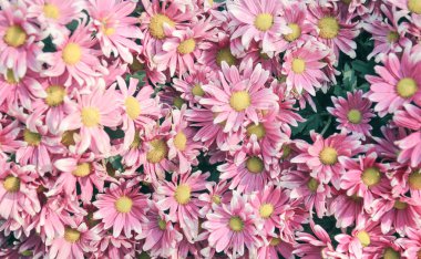 Pembe papatya çiçeklerinin klasik filtresi var. 