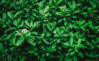 parlak yaz yeşil yaprakları arka plan