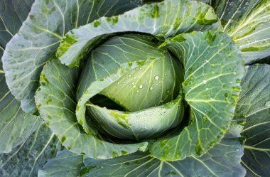 Bahçede taze yeşil lahana yetişiyor.