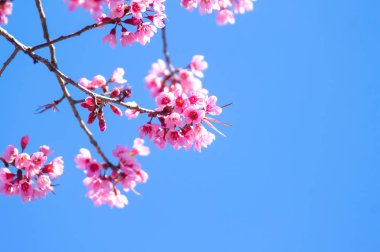 Mavi gökyüzünde vahşi Himalaya Sakura çiçeklerine yaklaş 