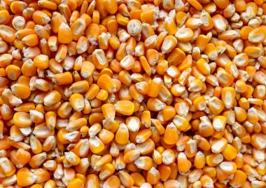 Çiğ mısır tohumu yığını, yaklaşın.