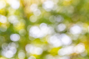 Bokeh ışık arka planda bulanık yeşil bırakın