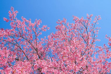 Mavi arka planda vahşi Himalaya kiraz çiçekleri 