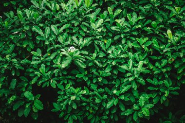 parlak yaz yeşil yaprakları arka plan