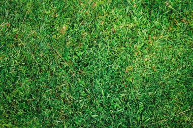 parlak doğal yeşil çim arka plan
