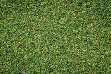 parlak doğal yeşil çim arka plan