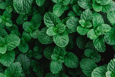 parlak yaz yeşil yaprakları arka plan