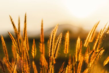 Çimen çiçeklerinin doğal arka planında gün batımı ışığı var 