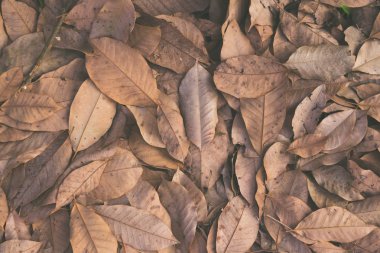 zemin arka planda sonbahar kuru düşmüş yaprakları 