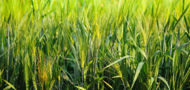 Yeşil arpa tarlasının doğa arkaplanı 