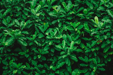 parlak yaz yeşil yaprakları arka plan