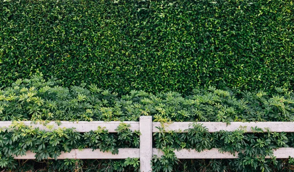 Ξύλινο Φράχτη Κοντά Στον Τοίχο Του Πράσινου Αμπελιού — Φωτογραφία Αρχείου