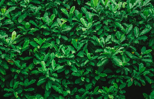 Parlak Yaz Yeşil Yaprakları Arka Plan — Stok fotoğraf