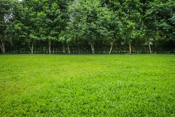 Green Lawn Tree Park — Stock Photo, Image