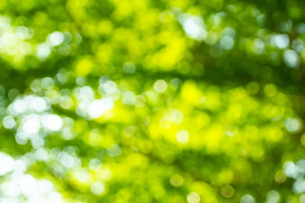 Blurred Green Leave Bokeh Light Background — Stock Photo, Image