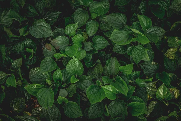 Helder Zomer Groen Bladeren Achtergrond — Stockfoto