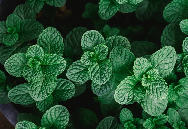 Daun Hijau Cerah Latar Belakang Musim Panas — Stok Foto