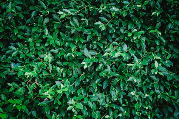 Ярко Зеленые Листья Летом Фон — стоковое фото
