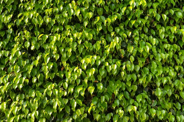 Brillante Verano Hojas Verdes Fondo — Foto de Stock