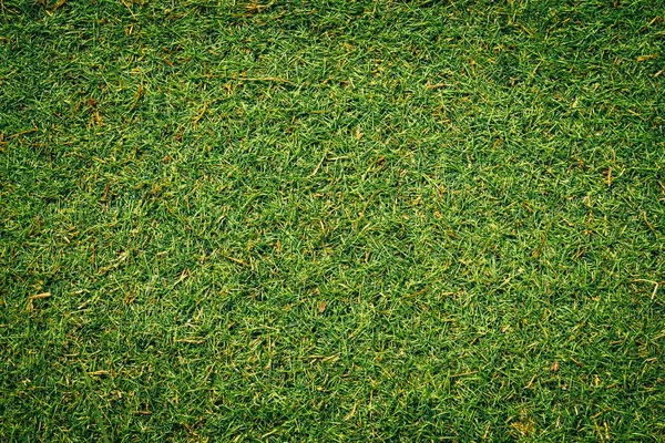 Fond Herbe Vert Naturel Brillant — Photo