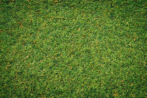 明亮的天然绿草背景 — 图库照片