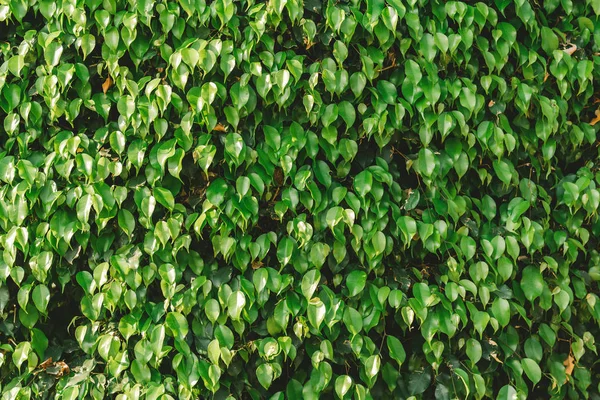 Helder Zomer Groen Bladeren Achtergrond — Stockfoto