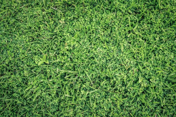 Bright Natural Green Grass Background — Stock Photo, Image